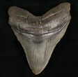 Nice Megalodon Tooth - South Carolina #7482-1